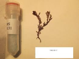 Attēlu rezultāti vaicājumam “Ceramium sp.”