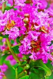 Image result for flieder