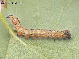 Attēlu rezultāti vaicājumam “Phalera bucephala imago”