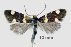 Attēlu rezultāti vaicājumam “Incurvaria praelatella”