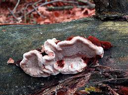 Attēlu rezultāti vaicājumam “Ischnoderma benzoinum”