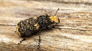 Attēlu rezultāti vaicājumam “Anthribus nebulosus”