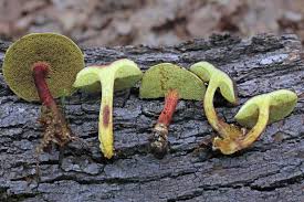 Attēlu rezultāti vaicājumam “Xerocomus pruinatus”