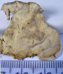 Attēlu rezultāti vaicājumam “Stereum rugosum”