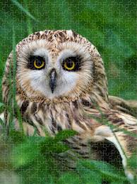 Attēlu rezultāti vaicājumam “Asio flammeus”