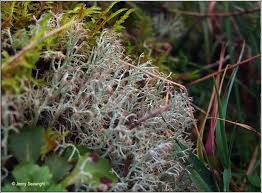 Attēlu rezultāti vaicājumam “Cladonia ciliata”