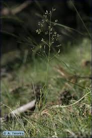 Attēlu rezultāti vaicājumam “Agrostis canina”