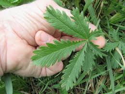 Image result for Potentilla recta