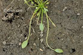 Attēlu rezultāti vaicājumam “Limosella aquatica leaf”