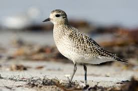 Attēlu rezultāti vaicājumam “Pluvialis apricaria”