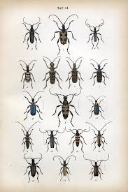 Attēlu rezultāti vaicājumam “Pachyta quadrimaculata”