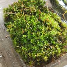 Attēlu rezultāti vaicājumam “Atrichum flavisetum”