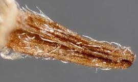 Attēlu rezultāti vaicājumam “Inula britannica bud”