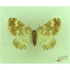 Attēlu rezultāti vaicājumam “Xanthorhoe spadicearia”