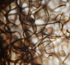 Attēlu rezultāti vaicājumam “Comatricha sp.”