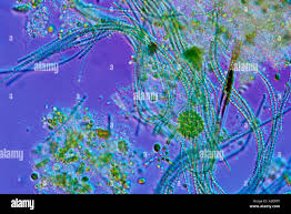 Attēlu rezultāti vaicājumam “Cyanophyta”