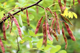 Attēlu rezultāti vaicājumam “Robinia neomexicana fruit”