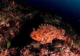 Image result for Scorpaena porcus