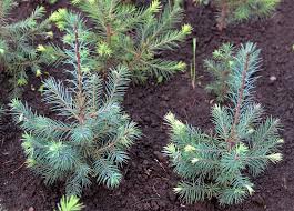 Attēlu rezultāti vaicājumam “Pseudotsuga menziesii var. glauca”