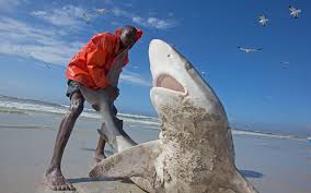 Image result for Carcharhinus brachyurus