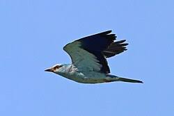 Attēlu rezultāti vaicājumam “Coracias garrulus adult”