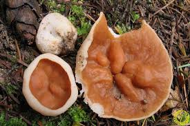 Attēlu rezultāti vaicājumam “Discina perlata”