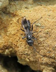 Attēlu rezultāti vaicājumam “Dipogon sp.”