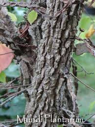 Attēlu rezultāti vaicājumam “Ulmus minor f. suberosa”