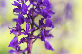 Attēlu rezultāti vaicājumam “Orchis mascula flower”