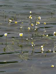 Attēlu rezultāti vaicājumam “Batrachium circinatum”