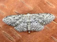 Attēlu rezultāti vaicājumam “Eupithecia tenuiata”