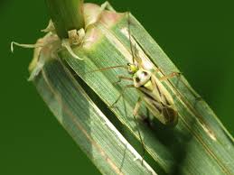 Attēlu rezultāti vaicājumam “Stenotus binotatus male”