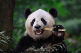 Résultat de recherche d'images pour "pandas"