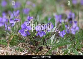 Attēlu rezultāti vaicājumam “Viola rupestris flower”