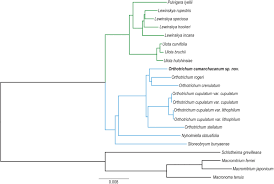 Attēlu rezultāti vaicājumam “Orthotrichum, Nyholmiella”