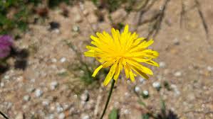 Attēlu rezultāti vaicājumam “Leontodon hispidus”