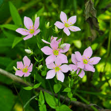 Attēlu rezultāti vaicājumam “Gentianaceae”