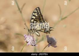 Attēlu rezultāti vaicājumam “Papilio machaon underside”