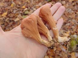 Attēlu rezultāti vaicājumam “Clavariadelphus ligula”