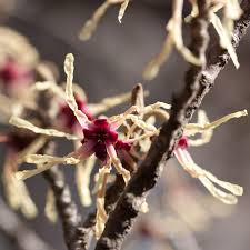 Attēlu rezultāti vaicājumam “Hamamelis japonica”