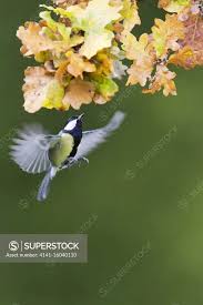 Attēlu rezultāti vaicājumam “Parus major male”
