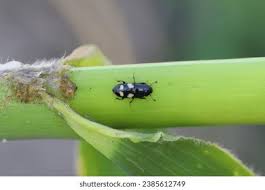 Attēlu rezultāti vaicājumam “Glischrochilus quadripunctatus imago”