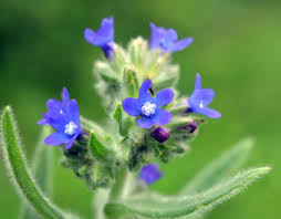 Attēlu rezultāti vaicājumam “Anchusa arvensis flower”