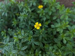 Attēlu rezultāti vaicājumam “Potentilla erecta flower”