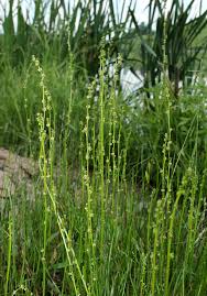 Attēlu rezultāti vaicājumam “Triglochin palustre flower”