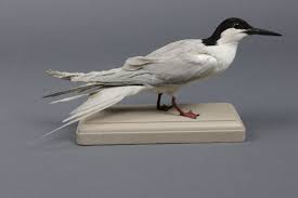 Image result for Sterna dougallii