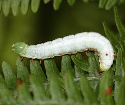 Attēlu rezultāti vaicājumam “Ptilodon capucina larva”