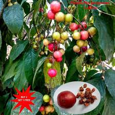 Attēlu rezultāti vaicājumam “Listera ovata fruit”