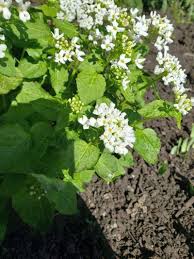 Attēlu rezultāti vaicājumam “Armoracia rusticana leaf”