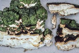 Attēlu rezultāti vaicājumam “Perenniporia medulla-panis”